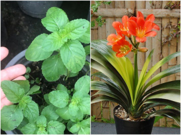 Nhà giàu thường để 5 loại cây này trong phòng bếp, giúp chiêu tài đón lộc ai cũng nên có