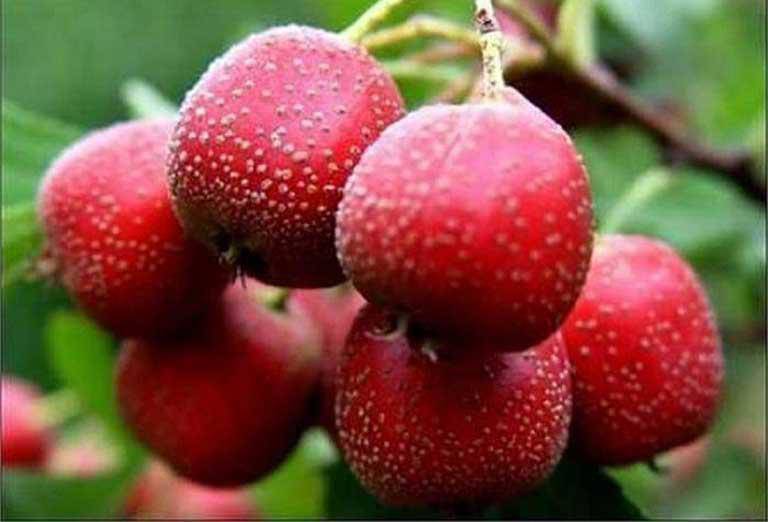 Ăn nhiều hơn 3 loại thực phẩm này, vừa ngăn ngừa cục máu đông vừa kéo dài tuổi thọ - 4