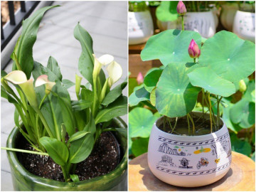 3 loại hoa ưa nước, chỉ cần bạn tưới nhiều, lá sẽ xanh mướt, hoa nở đầy