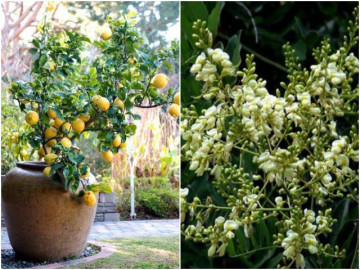 Người xưa nói nhà trồng 6 cây thì gia đình thịnh vượng