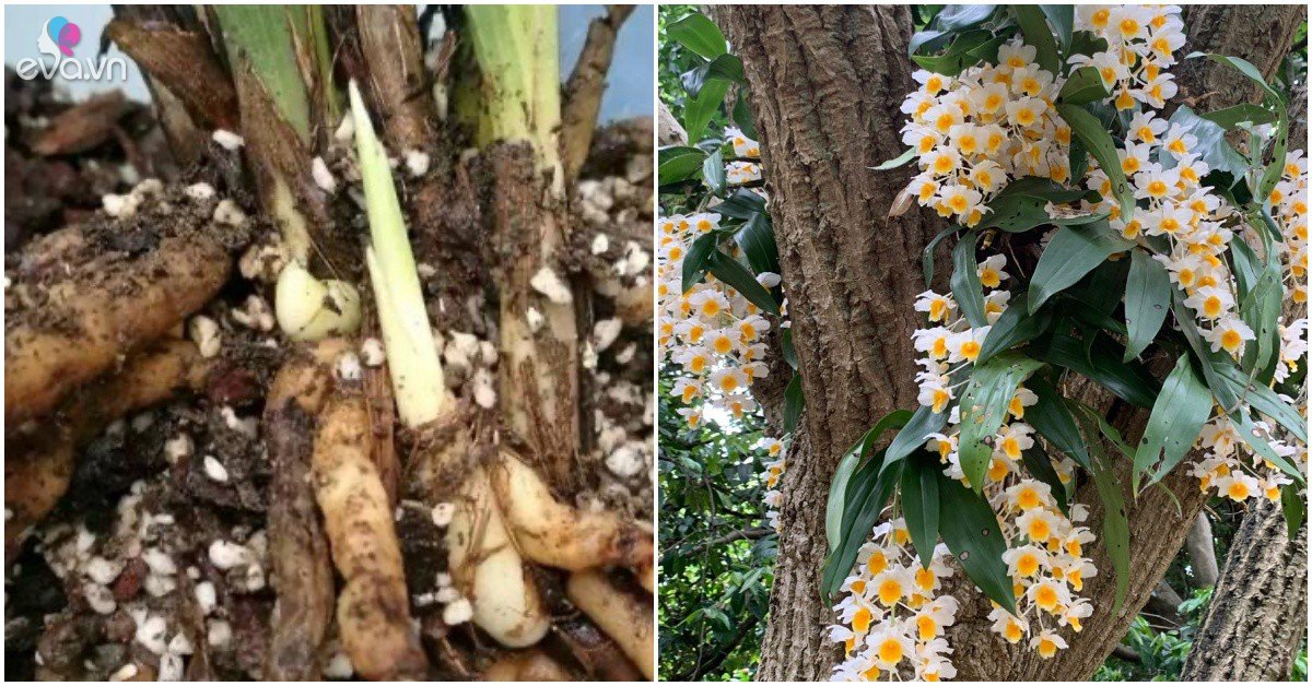 Root rot orchids do these 2 things well, the roots are white like pomelo flowers, twice as many flowers
