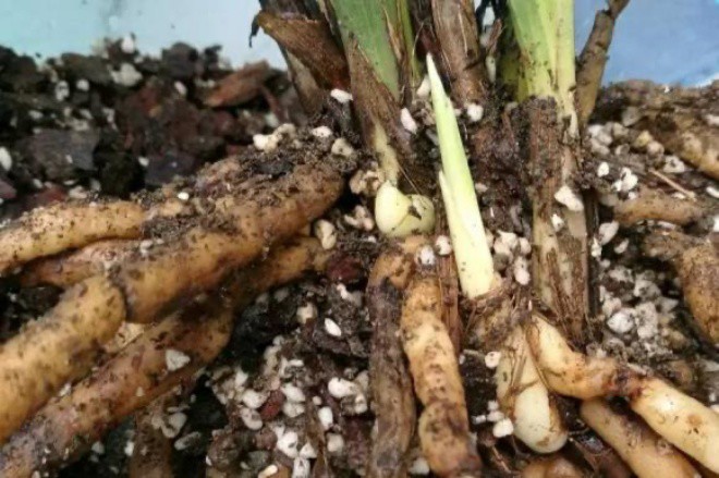 Root rot orchids do these 2 things well, the roots are white like pomelo flowers, twice as many flowers - 3