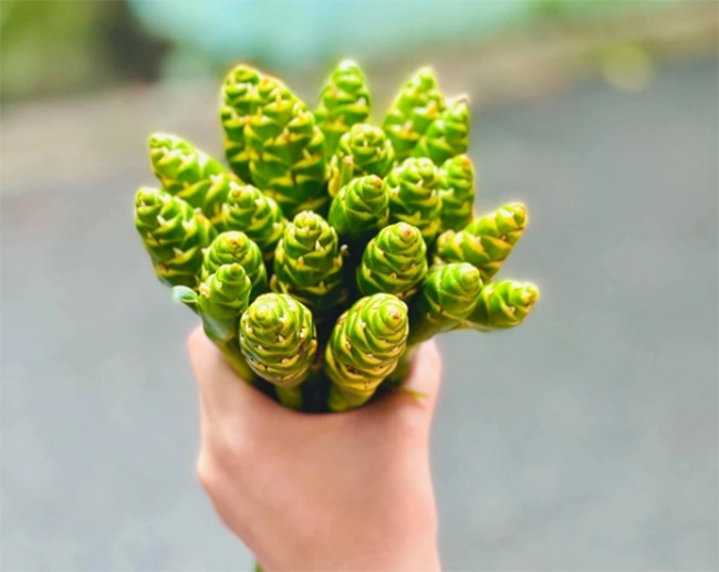 Flowers of familiar plants thought to be thrown away, unexpectedly delicious and excellent specialties, popular with city people, VND 80,000/kg - 3