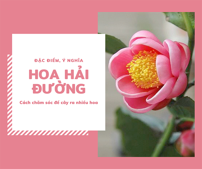 Hoa hải đường: ý nghĩa, cách trồng và cách chăm sóc để cây ra nhiều hoa - 1