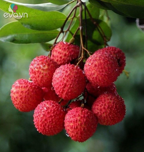 Why is it that some people eat a bunch of lychee and it’s okay, while others taste a few fruits, they have ulcers in their mouths?  How to eat so that lychee does not become “poison”