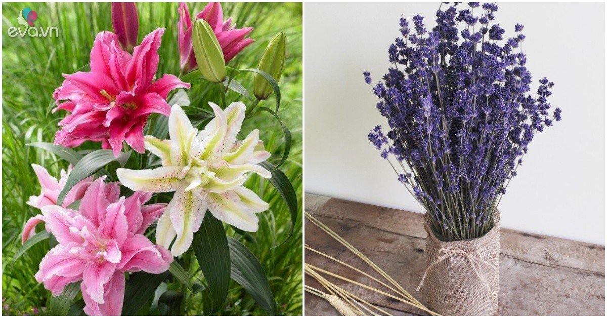 4 types of unlucky flowers, no matter how beautiful they are, should not be displayed in the house lest they affect health