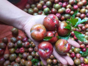 Bà bầu - Bà bầu ăn mận được không?