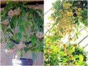 Nhà đẹp - 3 loại dây leo thích hợp trồng ngoài ban công, hoa đẹp tủa ra thành rèm