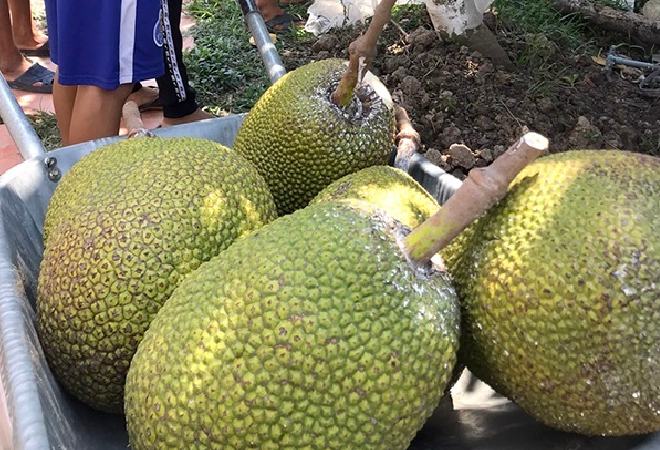 Very strange job in Vietnam: smelling jackfruit every day earns millions of dong, always amp;#34;thirstamp;#34;  worker - 3