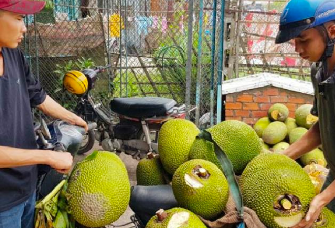 Very strange job in Vietnam: smelling jackfruit every day earns millions of dong, always amp;#34;thirstamp;#34;  worker - 5