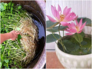 Nhà đẹp - 3 loại hoa là "máy bơm nước", nếu thiếu sẽ bị héo, 3 ngày sau đã không sống nổi