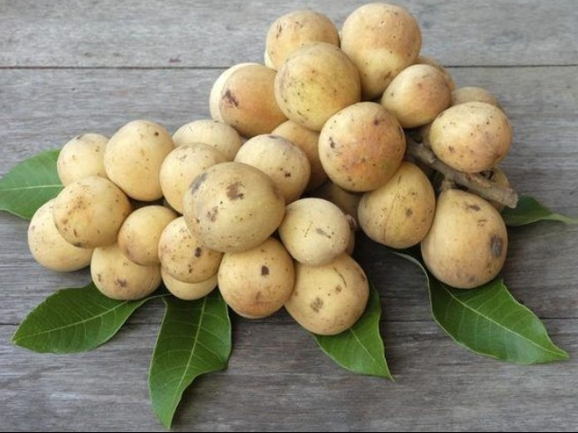 Quả bòn bon là quả gì? Tác dụng của quả bòn bon
