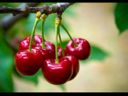 Tin lời quảng cáo mua cây giống online ra hoa trái lúc lỉu, nhiều chị em mua về trồng chán chê rồi vỡ mộng''