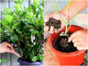 Nhà đẹp - Cho thứ này xuống đáy chậu trước khi trồng hoa, không cần bón phân trong vòng 6 tháng