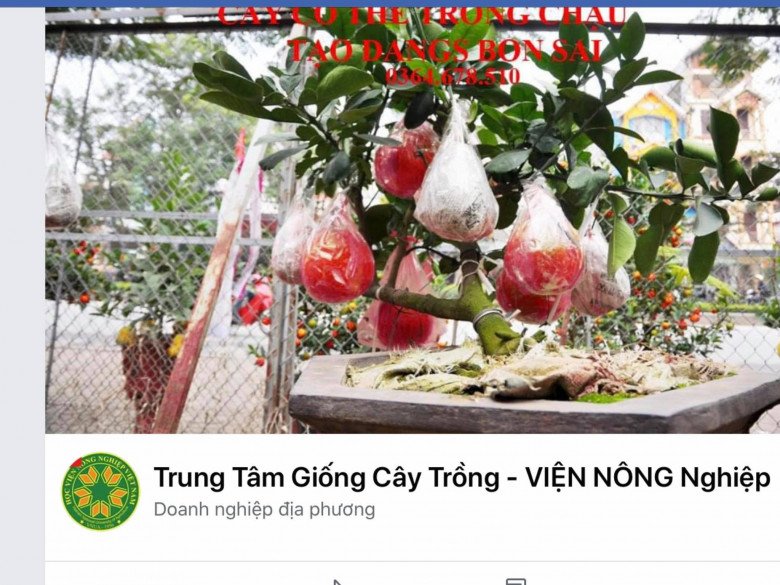 Một trang bán cây giống giả mạo bị nhiều thành viên trong nhóm Thích trồng cây trên facebook bóc phốt vì treo đầu dê bán thịt chó, bán cây giống kém chất lượng.