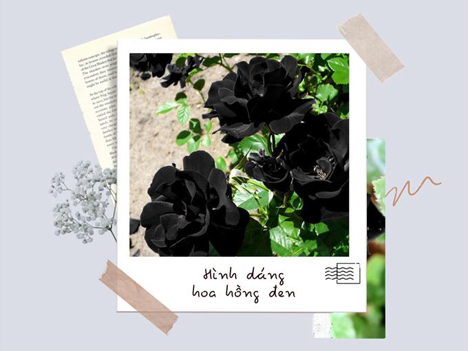 Ý nghĩa hoa hồng đen - loài hoa bí ẩn, hiếm có - 2