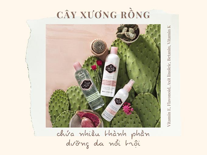 Cây xương rồng: Ý nghĩa và tác dụng kỳ diệu ít ai biết - 7