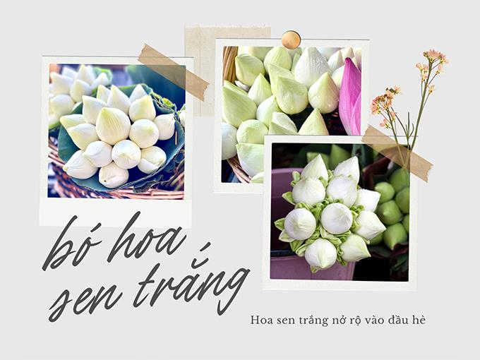 Hoa sen trắng: chân thành và ý nghĩa, hiệu quả và cơ hội trồng rời khỏi hoa thơm phức ngát - 8