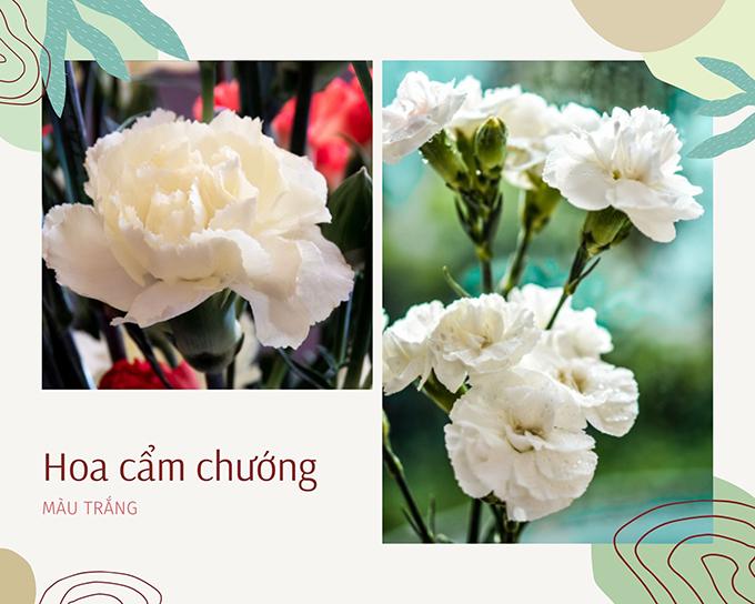 Hoa cẩm chướng: Đặc điểm, ý nghĩa và cách chăm sóc ra hoa đẹp - 4