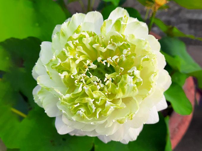 Hoa sen trắng: ý nghĩa, công dụng và cách trồng hoa thơm - 1