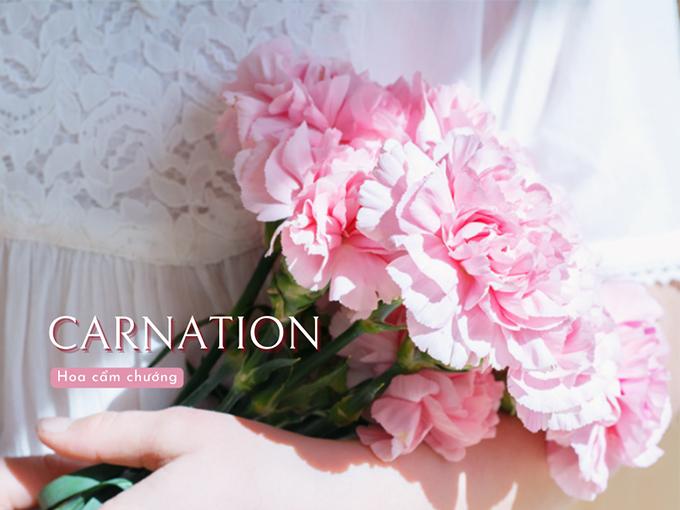 Hình ảnh hoa cẩm chướng