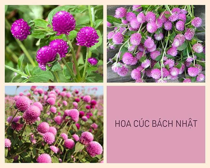 Hoa cúc - Phân loại, ý nghĩa, công dụng và cách trồng giúp hoa nở đẹp - 14