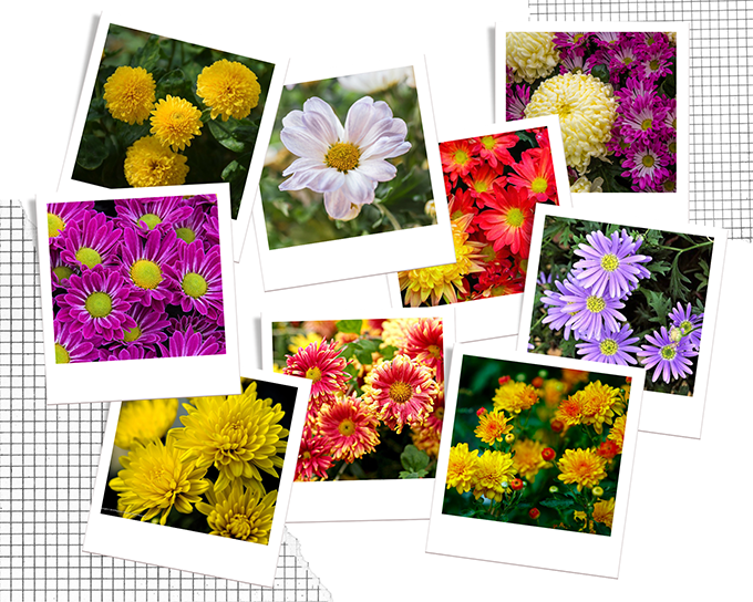 Hình ảnh đa dạng của hoa cúc
