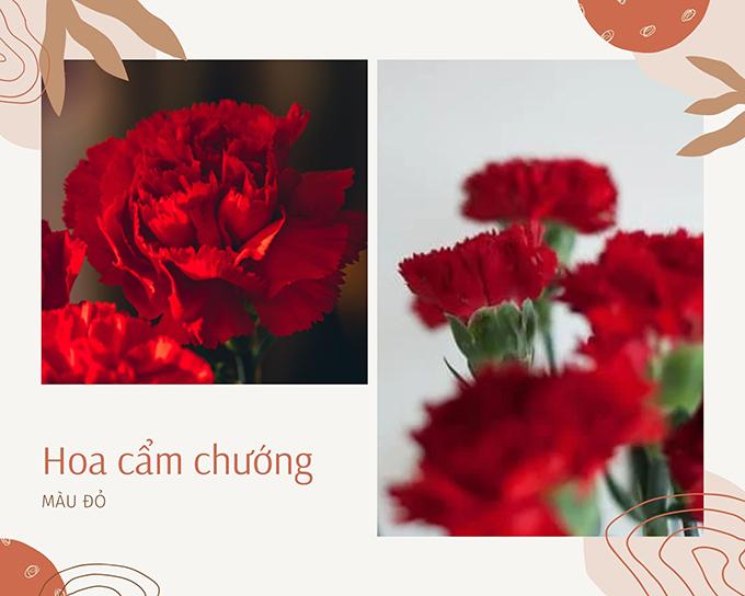 Hoa cẩm chướng: Đặc điểm, ý nghĩa và cách chăm sóc ra hoa đẹp - 5