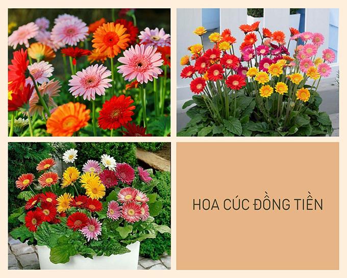 Hoa cúc - Phân loại, ý nghĩa, công dụng và cách trồng giúp hoa nở đẹp - 7