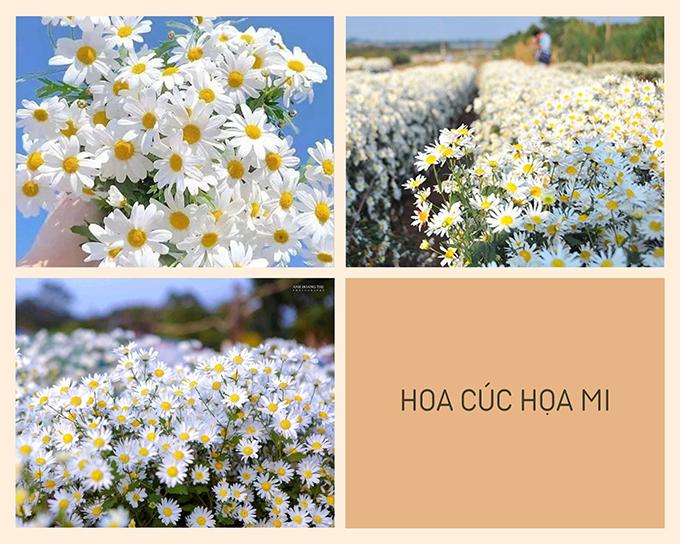 Hoa cúc - Phân loại, ý nghĩa, công dụng và cách trồng giúp hoa nở đẹp - 2