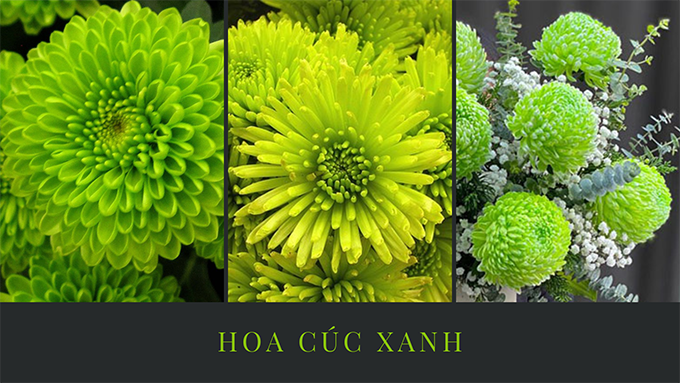 Hoa cúc - Phân loại, ý nghĩa, công dụng và cách trồng giúp hoa nở đẹp - 20