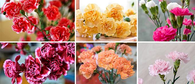 Hoa cẩm chướng: Đặc điểm, ý nghĩa và cách chăm sóc ra hoa đẹp - 11