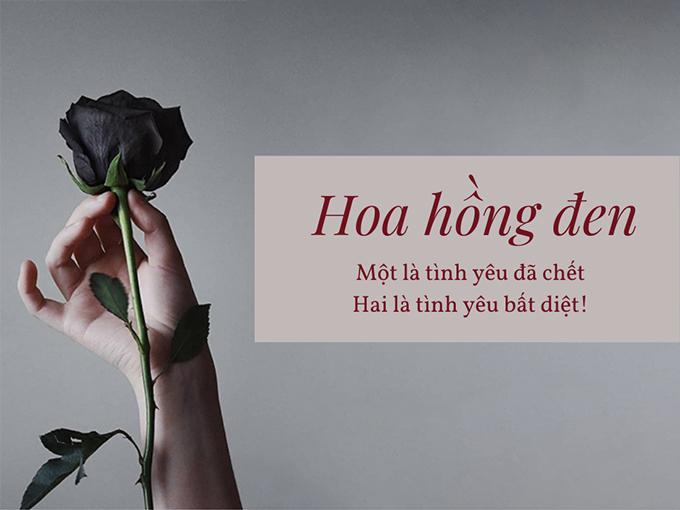 Ý nghĩa hoa hồng đen - loài hoa bí ẩn, hiếm có - 4
