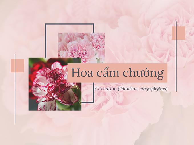 Hoa cẩm chướng tên tiếng Anh là Carnation, tên khoa học là Dianthus caryophyllus