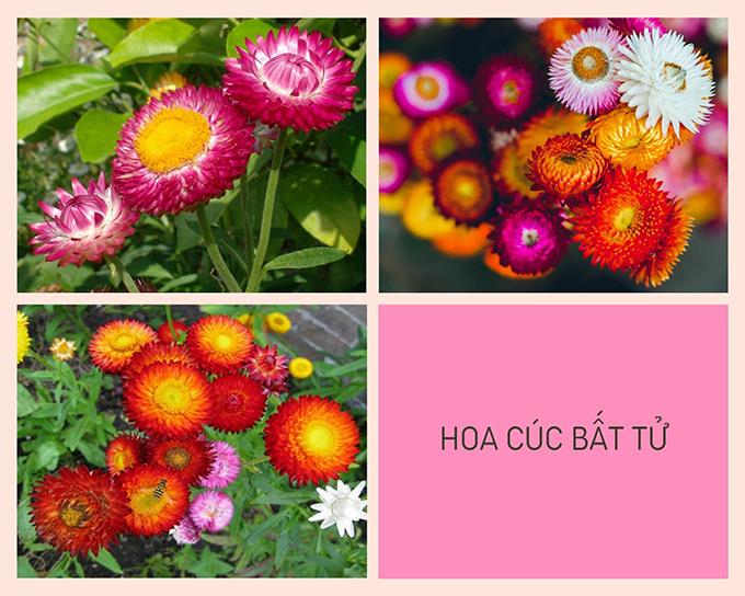 Hoa cúc - Phân loại, ý nghĩa, công dụng và cách trồng giúp hoa nở đẹp - 8