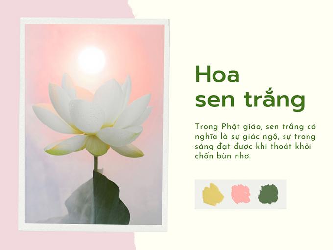 Hoa sen trắng: ý nghĩa, công dụng và cách trồng hoa thơm - 5