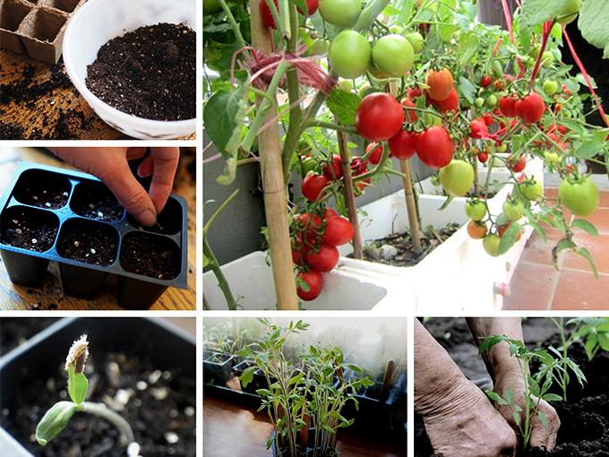 Hướng dẫn 3 cách trồng cà chua tại nhà đơn giản mà sai quả - 4