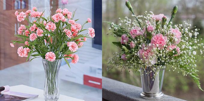 Hoa cẩm chướng: Đặc điểm, ý nghĩa và cách chăm sóc ra hoa đẹp - 12