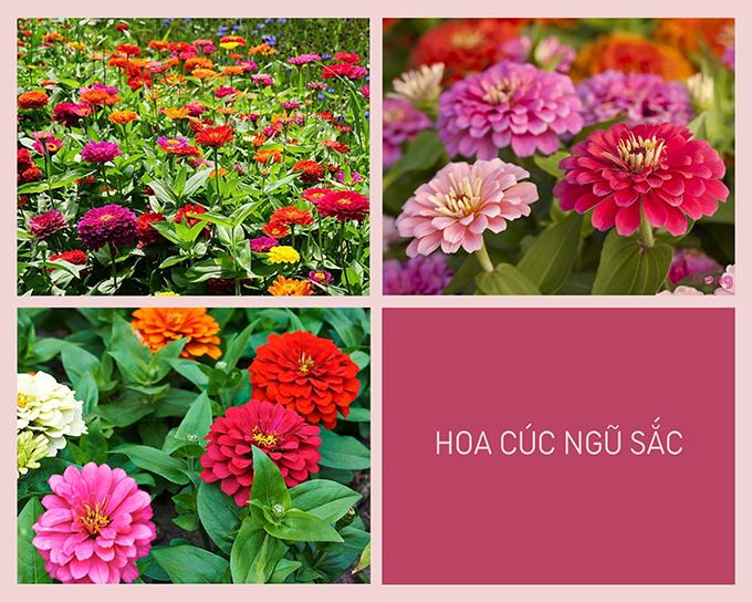Hoa cúc - Phân loại, ý nghĩa, công dụng và cách trồng giúp hoa nở đẹp - 12