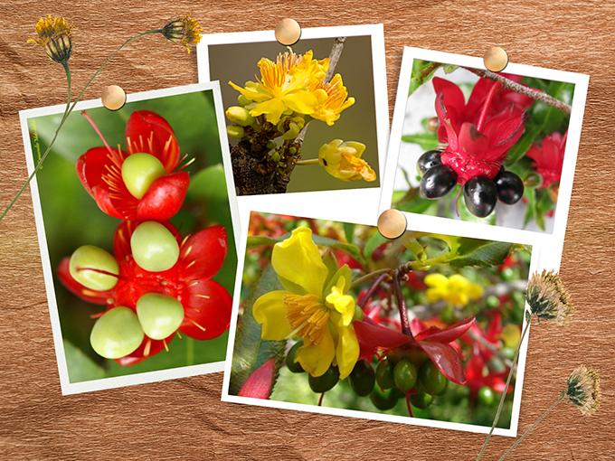 Mai tứ quý: Cách trồng và chăm sóc cây nở hoa đẹp vào dịp Tết - 3