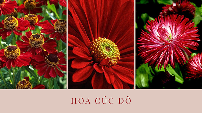 Hoa cúc - Phân loại, ý nghĩa, công dụng và cách trồng giúp hoa nở đẹp - 18