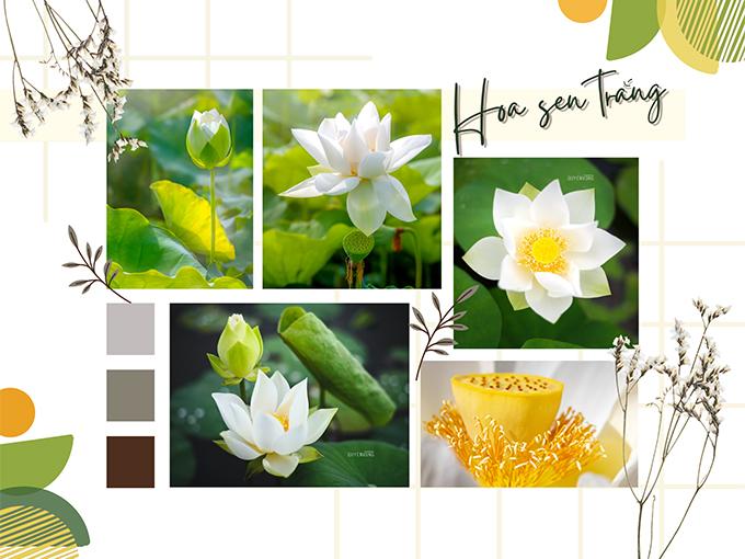 Hoa sen trắng: ý nghĩa, công dụng và cách trồng hoa thơm - 3