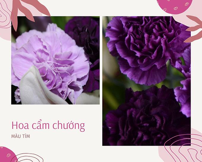 Hoa cẩm chướng: Đặc điểm, ý nghĩa và cách chăm sóc ra hoa đẹp - 7