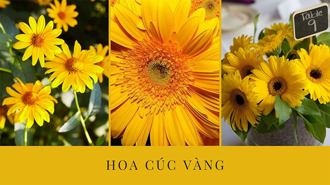Hoa cúc - Phân loại, ý nghĩa, công dụng và cách trồng giúp hoa nở đẹp - 16