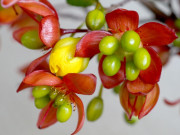 Nhà đẹp - Mai tứ quý: Cách trồng và chăm sóc cây nở hoa đẹp vào dịp Tết