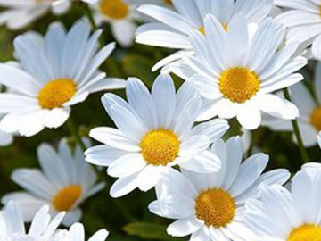 Hoa cúc - Phân loại, ý nghĩa, công dụng và cách trồng giúp hoa nở đẹp