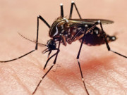 Làm mẹ - Trẻ bị sốt xuất huyết rồi có bị lại nữa không?