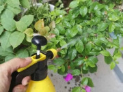 Nhà đẹp - Trời nóng tuyệt đối không tưới 4 loại nước này cho hoa, sáng tưới chiều cây chết ngay