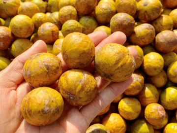 Loại quả giòn chua rôn rốt mùa hè, cảnh báo 2 cách ăn dễ gây hại, nhất là cho trẻ nhỏ
