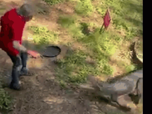 Clip Eva - Clip: Bị tấn công, người đàn ông cầm chảo đập thẳng vào hàm con cá sấu